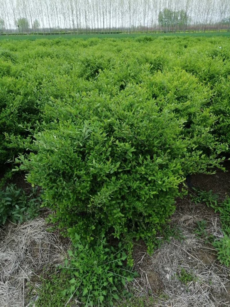 优质供应各种规格水蜡球水蜡苗金叶水蜡基地直销价格实惠