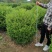 优质供应各种规格水蜡球水蜡苗金叶水蜡基地直销价格实惠