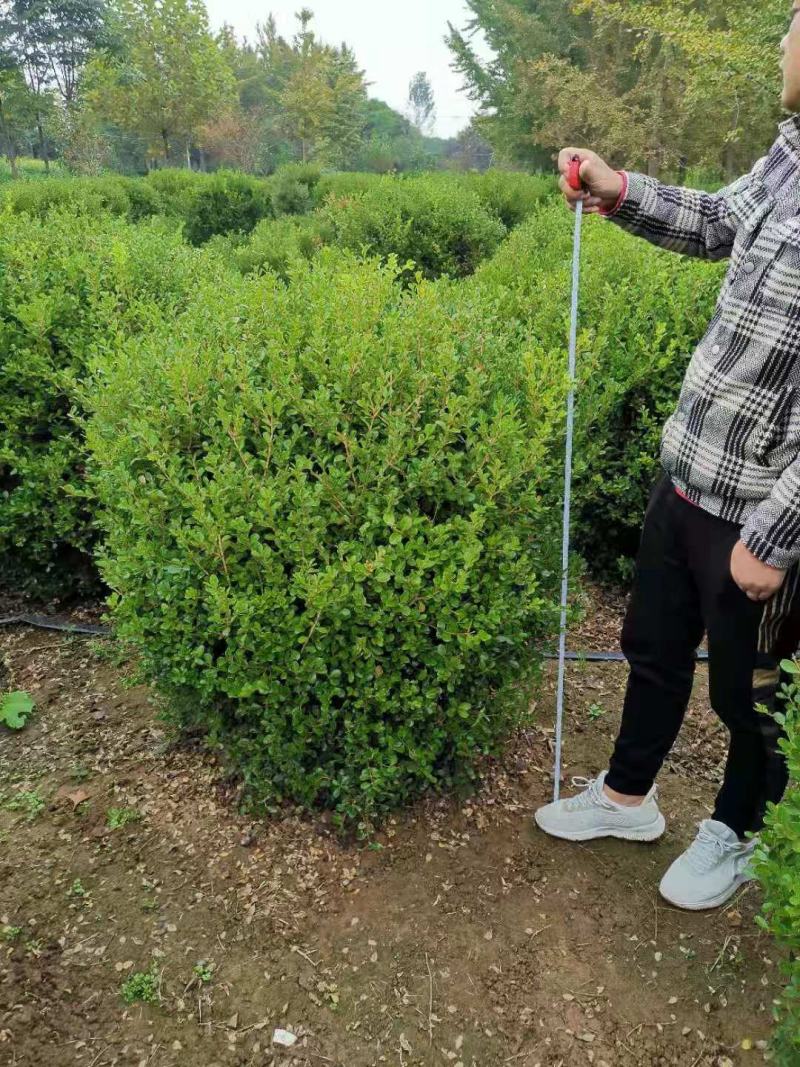 优质供应各种规格水蜡球水蜡苗金叶水蜡基地直销价格实惠