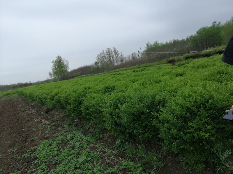 优质供应各种规格水蜡球水蜡苗金叶水蜡基地直销价格实惠