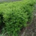 优质供应各种规格水蜡球水蜡苗金叶水蜡基地直销价格实惠