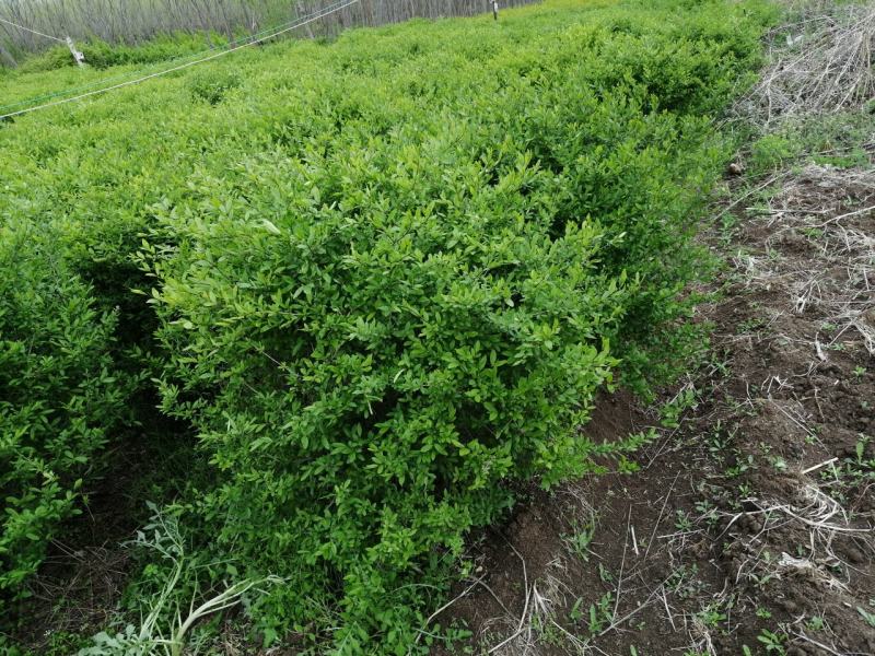优质供应各种规格水蜡球水蜡苗金叶水蜡基地直销价格实惠