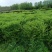 优质供应各种规格水蜡球水蜡苗金叶水蜡基地直销价格实惠