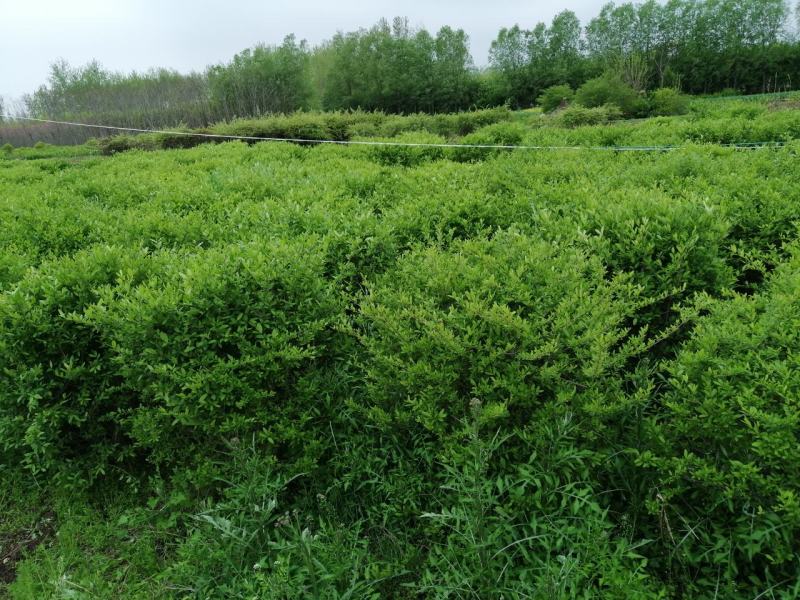 优质供应各种规格水蜡球水蜡苗金叶水蜡基地直销价格实惠