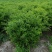 优质供应各种规格水蜡球水蜡苗金叶水蜡基地直销价格实惠