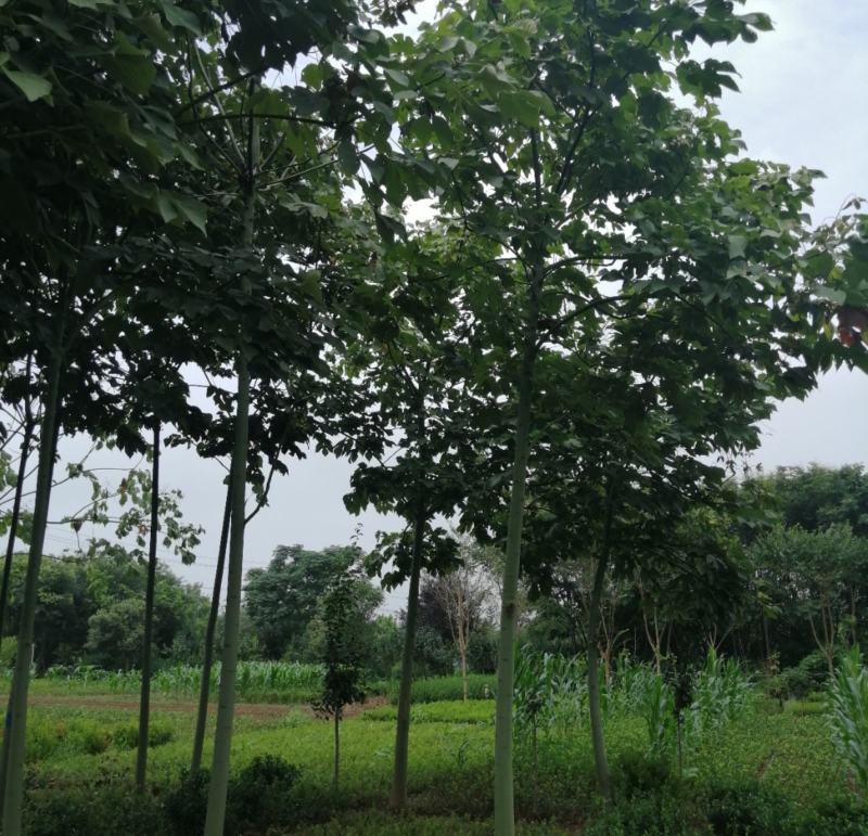 优质供应4公分5公分6公分8公分10公分12公分青桐基地