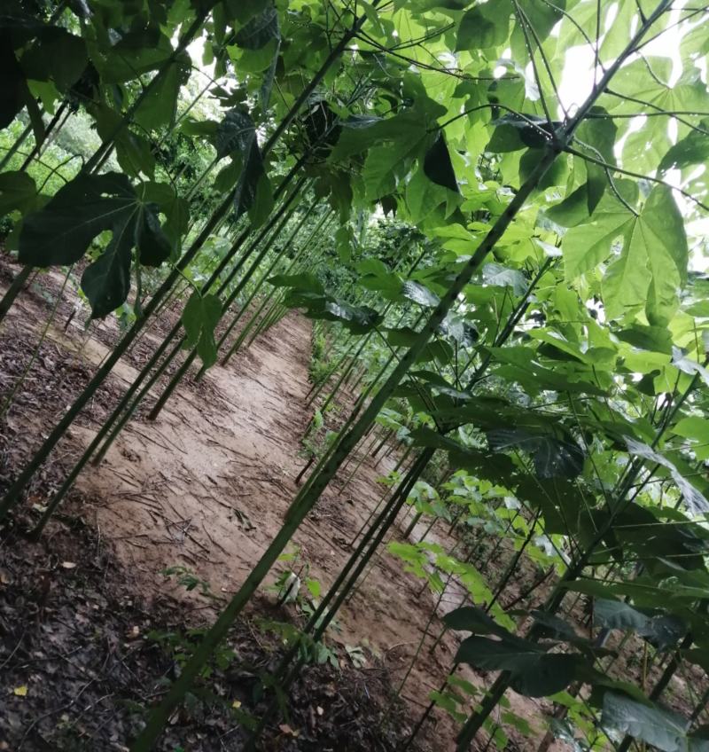 优质供应4公分5公分6公分8公分10公分12公分青桐基地