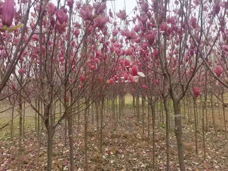 玉兰，红黄白玉兰，地径4到6公分，大量供应
