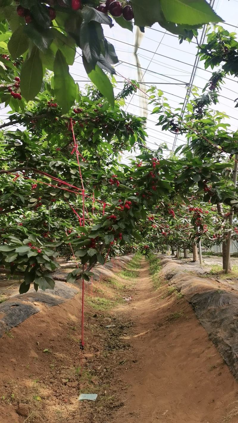 烟台福山自家美早大樱桃！！口味独特！个大香甜！价格实惠！