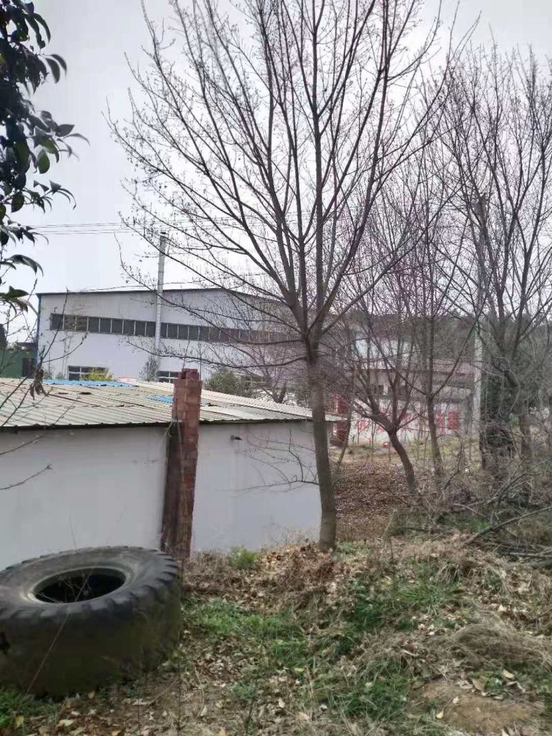 河南供应精品正宗五角枫10---30公分