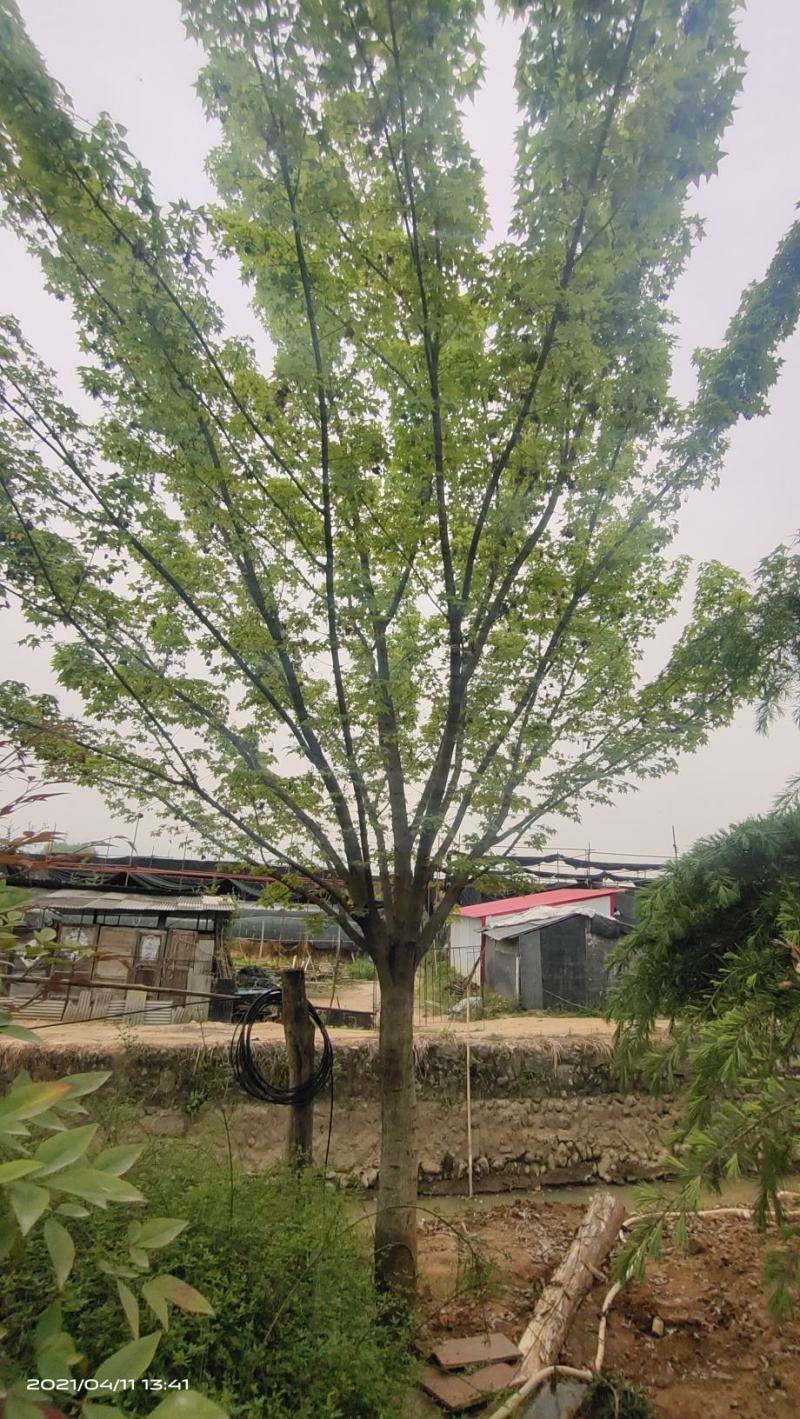 河南供应精品正宗五角枫10---30公分
