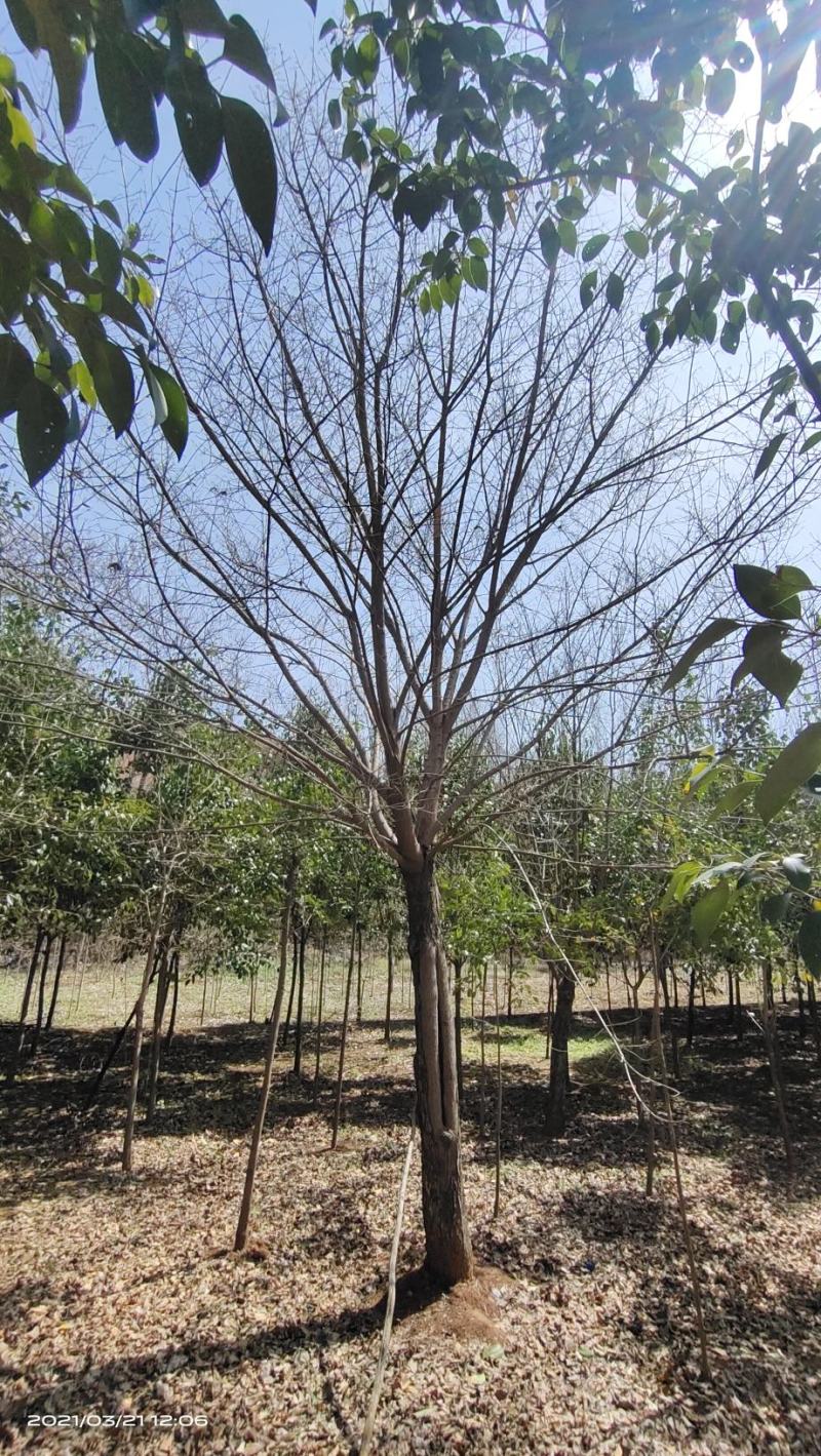 河南供应精品正宗五角枫10---30公分