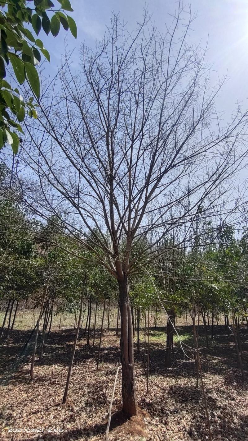 河南供应精品正宗五角枫10---30公分