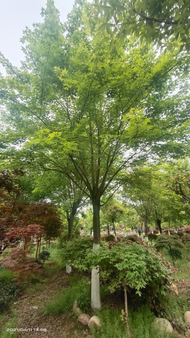 河南供应精品正宗五角枫10---30公分