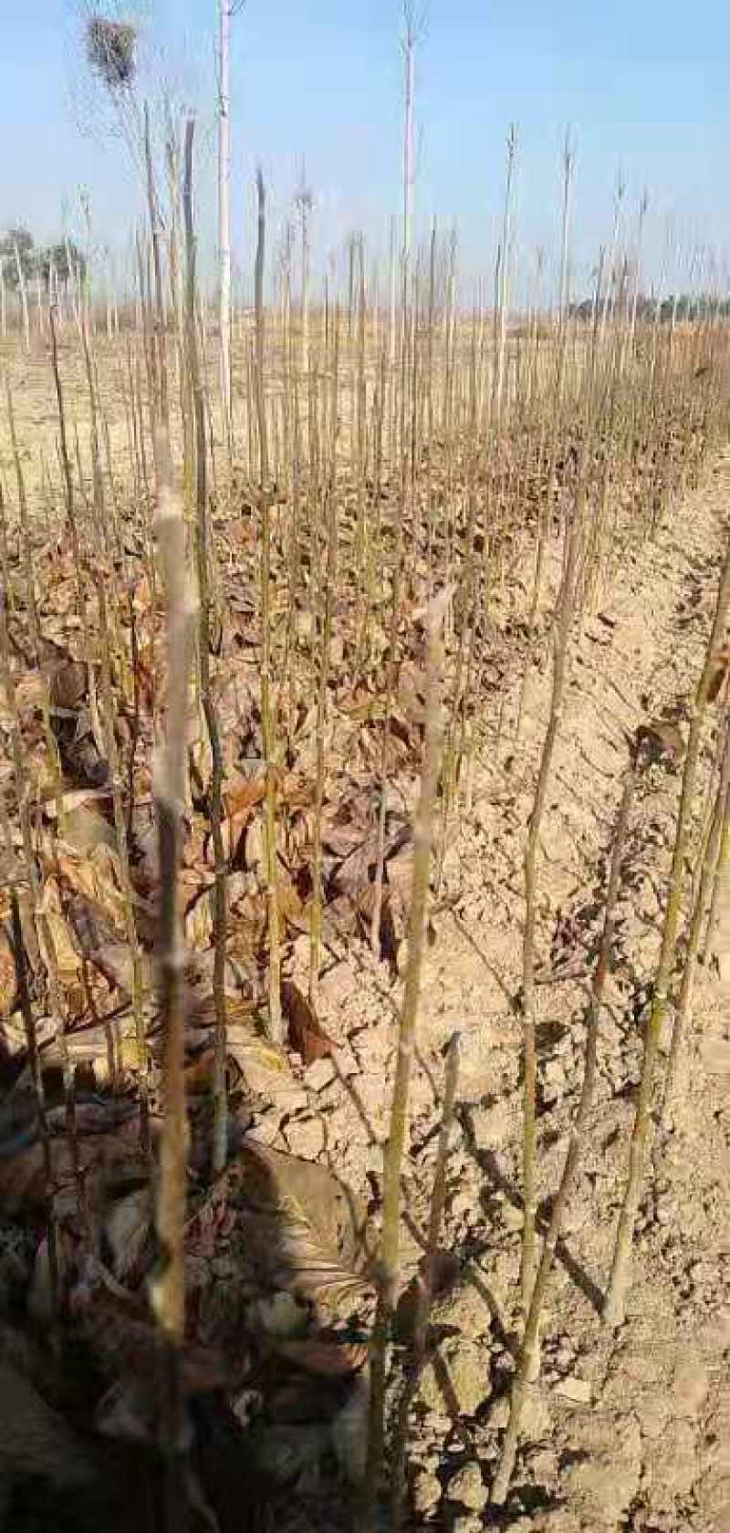 玉兰小苗，辛夷花小苗，嫁接各种玉兰用，产地直销，大量供应