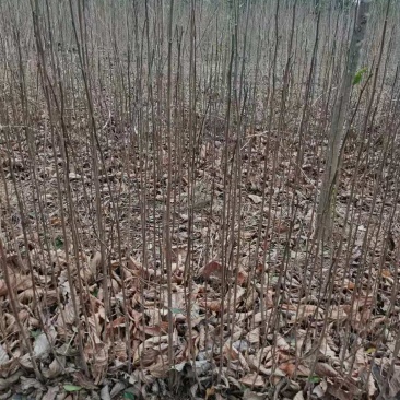 玉兰小苗，辛夷花小苗，嫁接各种玉兰用，产地直销，大量供应