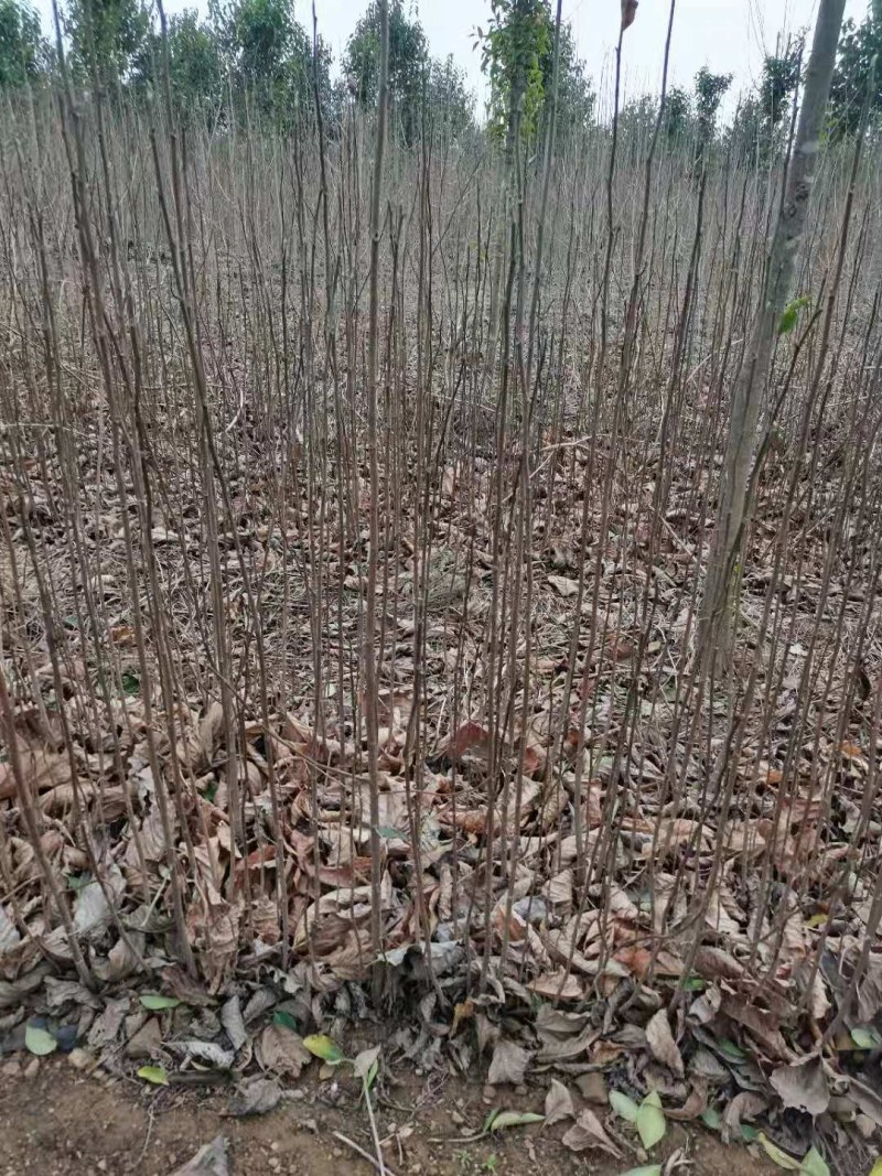 玉兰小苗，辛夷花小苗，嫁接各种玉兰用，产地直销，大量供应