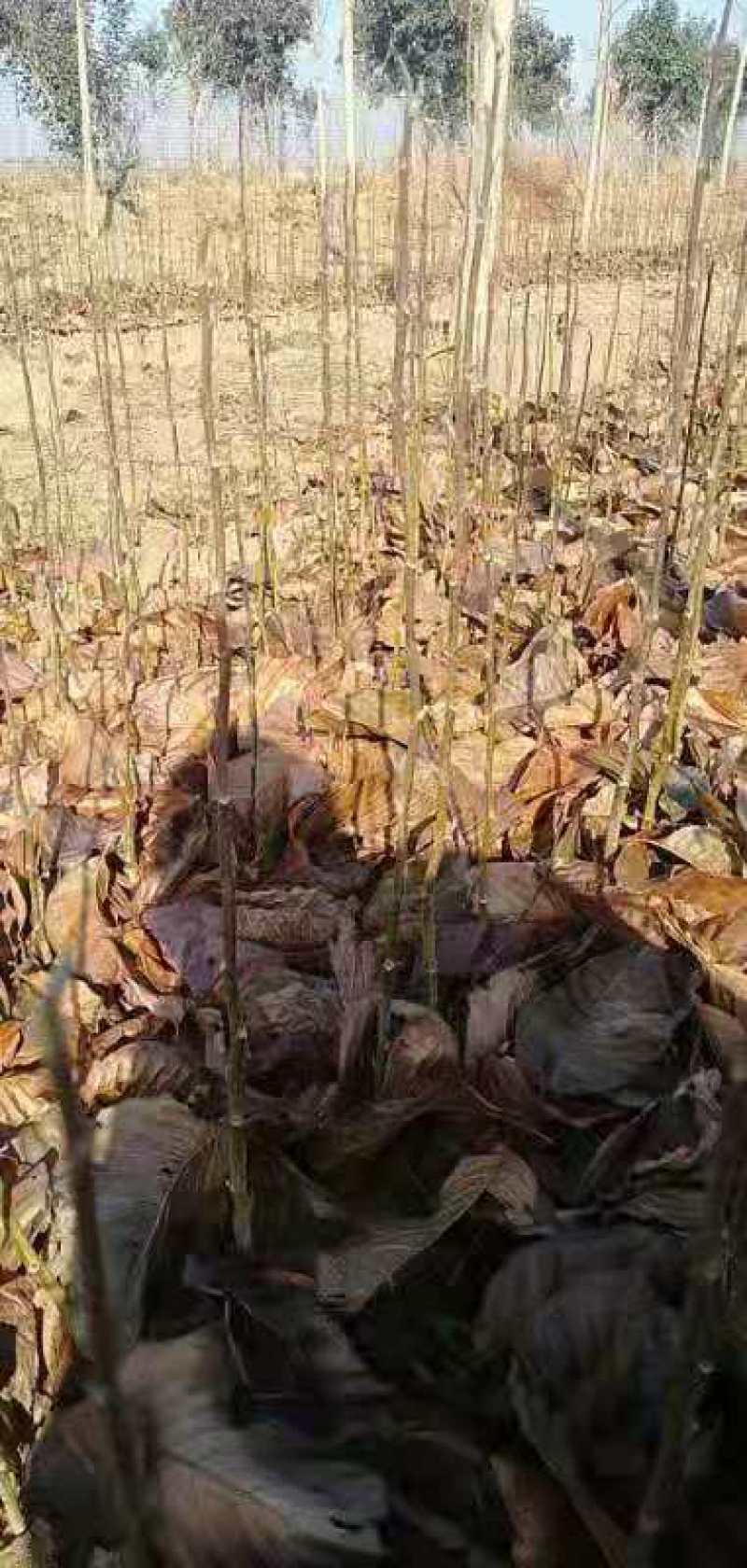 玉兰小苗，辛夷花小苗，嫁接各种玉兰用，产地直销，大量供应
