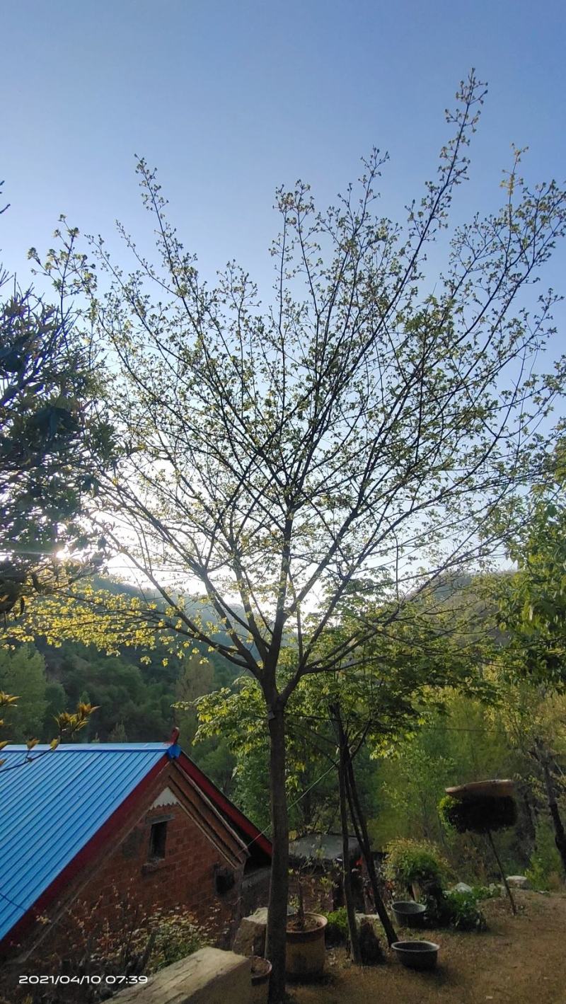 河南供应精品正宗五角枫10---30公分