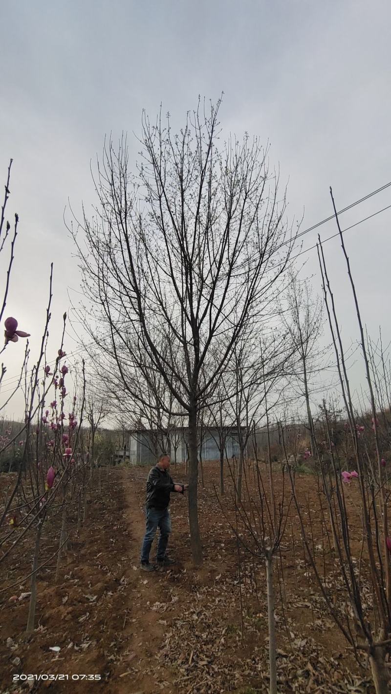 河南供应精品正宗五角枫10---30公分
