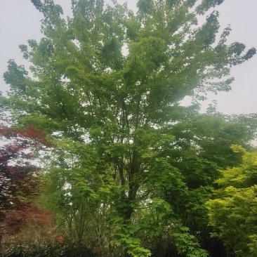 河南供应精品正宗五角枫10---30公分