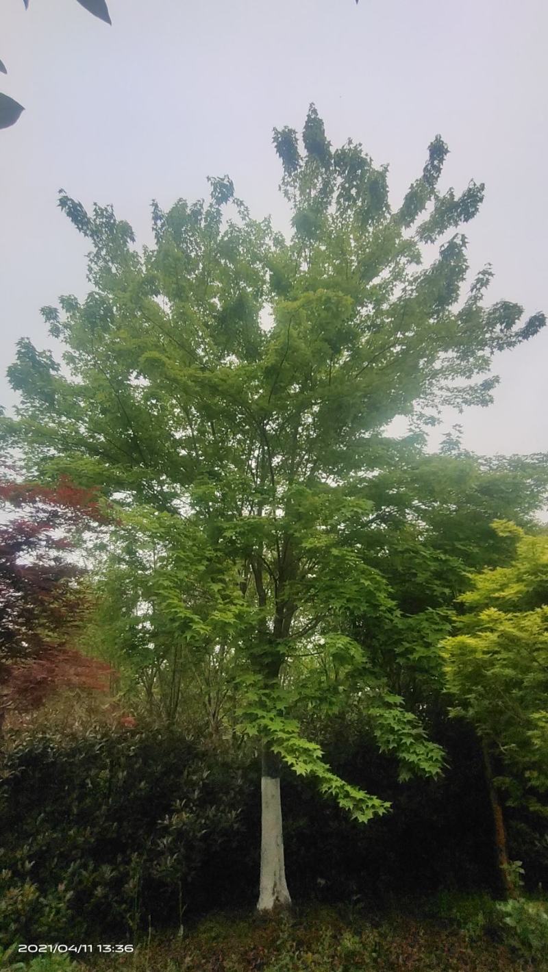 河南供应精品正宗五角枫10---30公分