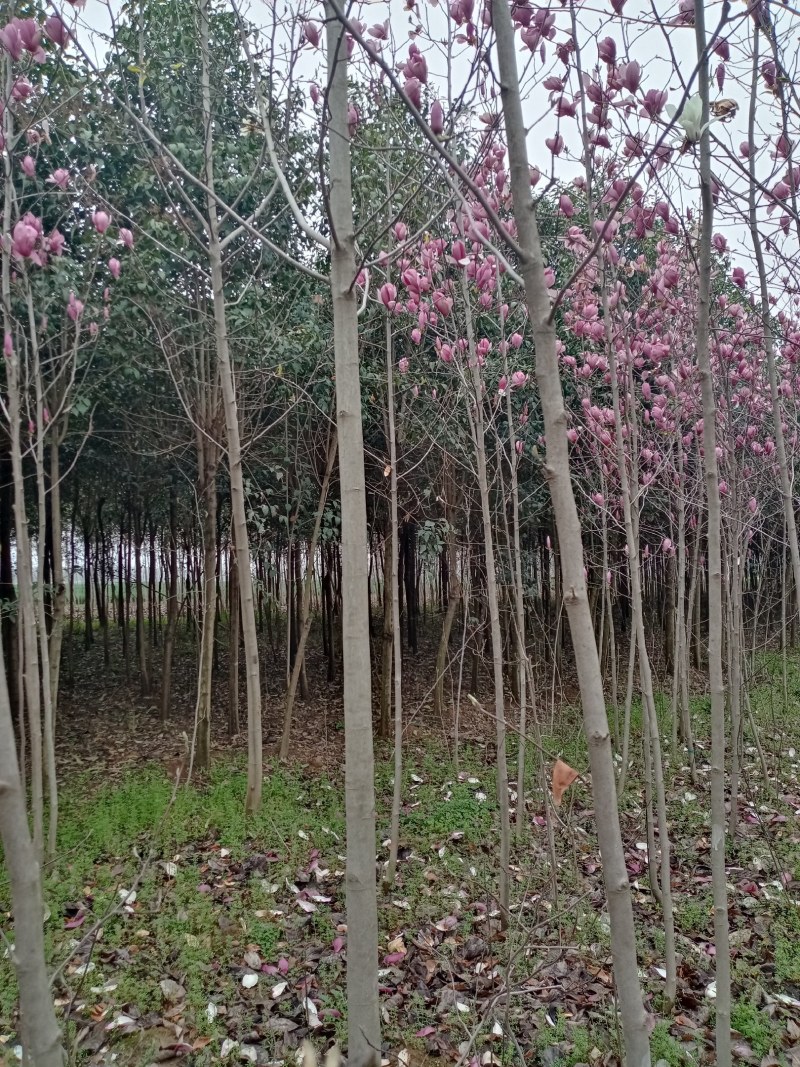 辛夷树，高干辛夷原生冠，四五六七公分，干直，填苗圃定干