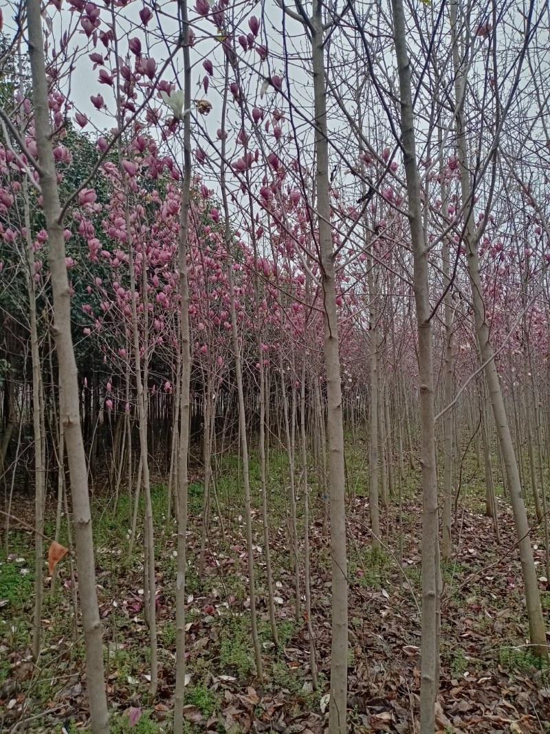 辛夷树，高干辛夷原生冠，四五六七公分，干直，填苗圃定干