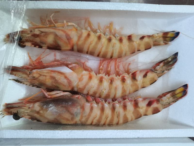 深海大明虾，酒店.家庭.餐厅.料理享用