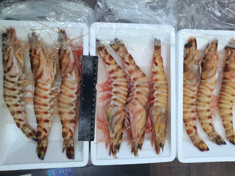 深海大明虾，酒店.家庭.餐厅.料理享用