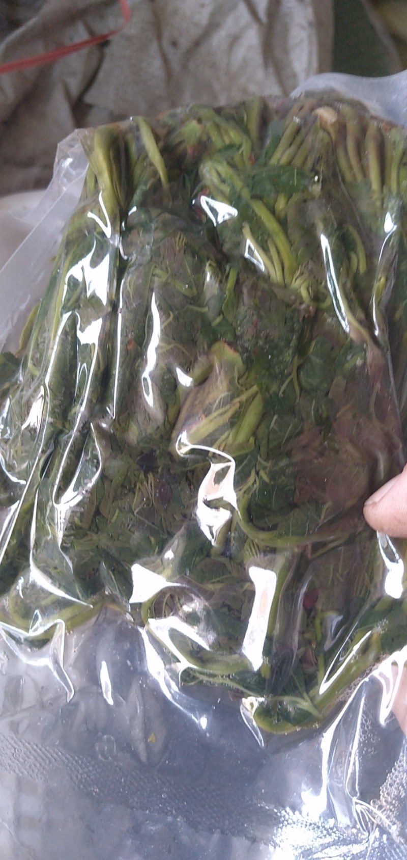 【源头厂家】山东潍坊临朐露天香椿咸菜手工腌制