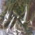 【源头厂家】山东潍坊临朐露天香椿咸菜手工腌制