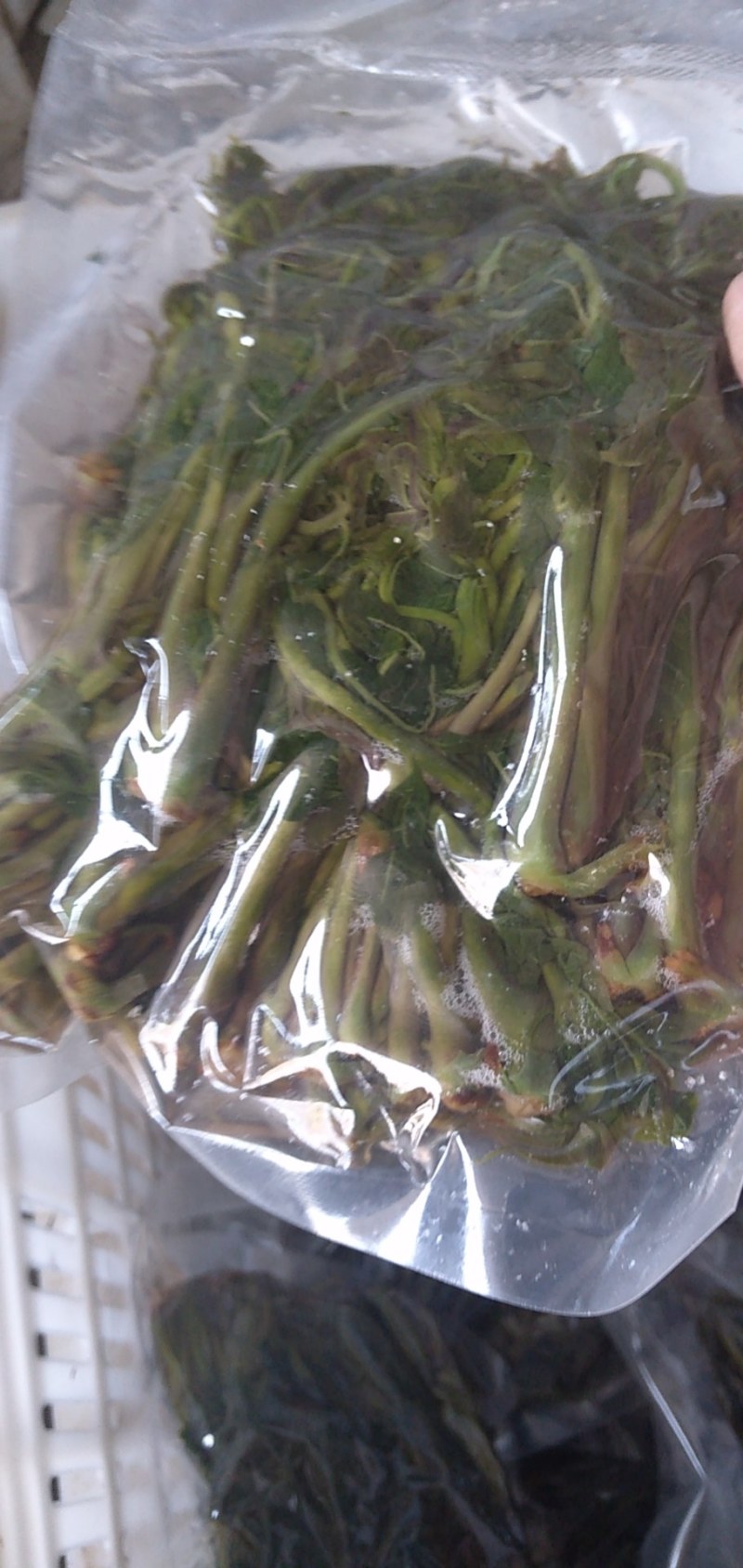 【源头厂家】山东潍坊临朐露天香椿咸菜手工腌制