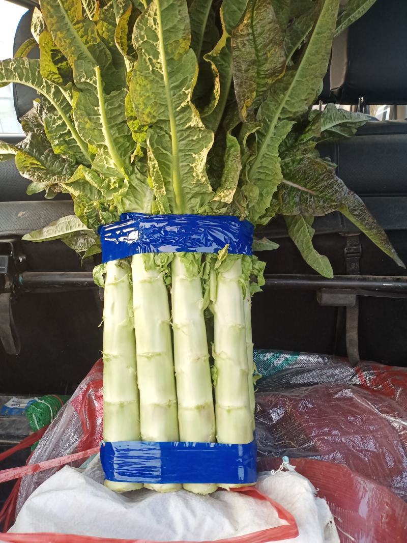陕西精品红叶香莴苣大量上市，货源充足，可提供视频看货