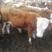 西门塔尔牛牛犊，优质肉牛品种，长势快，好饲养，包送货到家