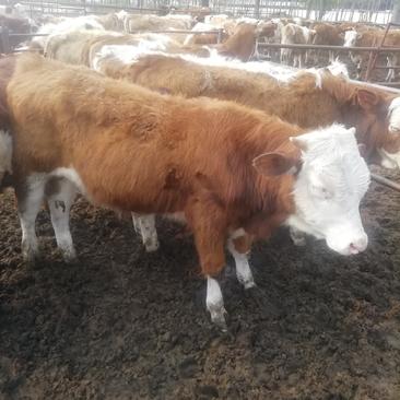 西门塔尔牛牛犊，优质肉牛品种，长势快，好饲养，包送货到家
