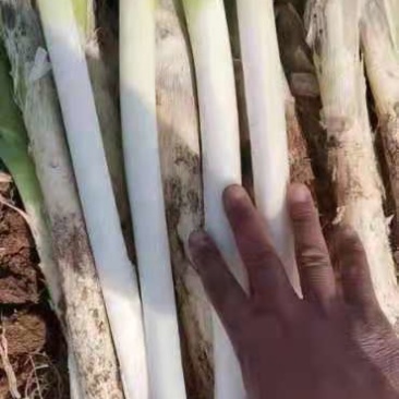 长白发芽大葱，大量供应有想法的客商欢迎联系下单