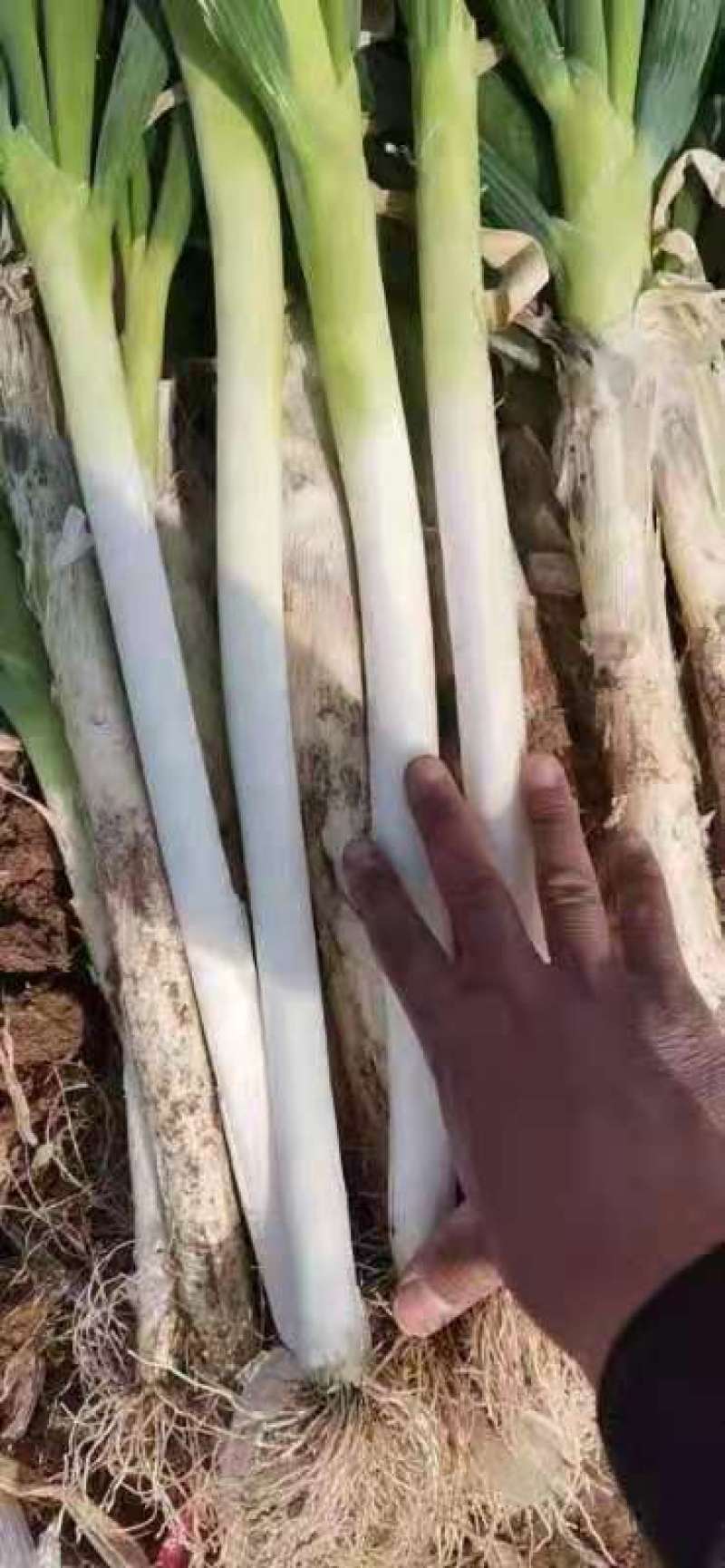 长白发芽大葱，大量供应有想法的客商欢迎联系下单
