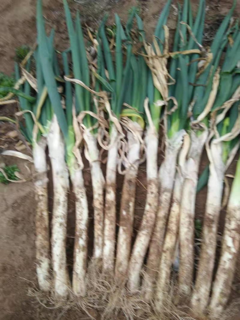 长白发芽大葱，大量供应有想法的客商欢迎联系下单