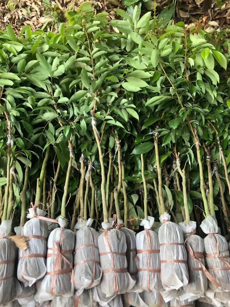 广西灵山，无核荔枝苗，桂味，妃子笑荔枝苗