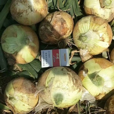 新野黄皮洋葱红紫产地直销欢迎选购