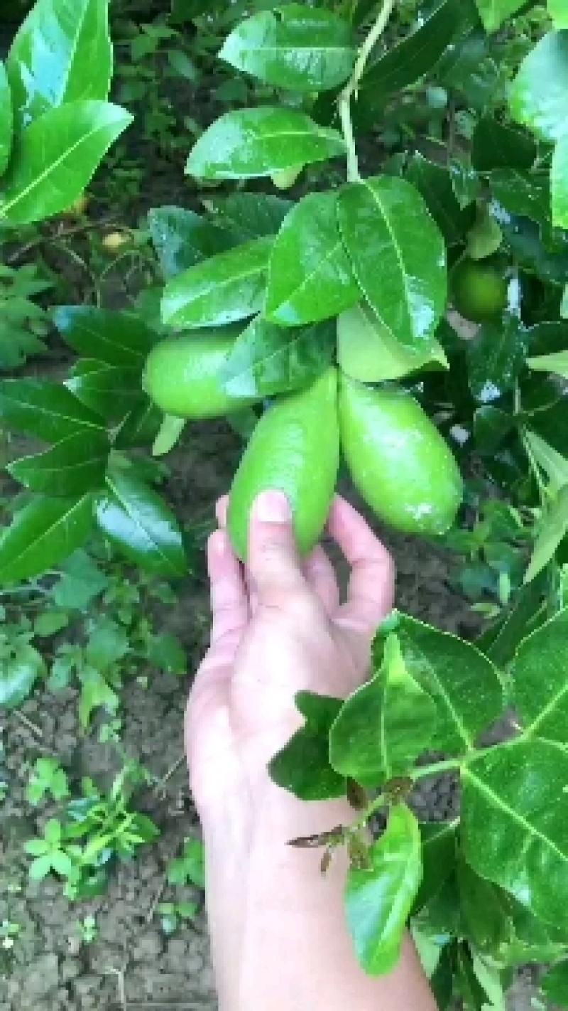 下周后有300斤左右台湾香水柠檬