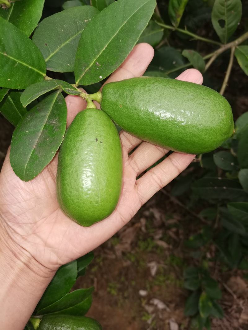 下周后有300斤左右台湾香水柠檬
