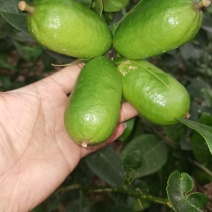 下周后有300斤左右台湾香水柠檬