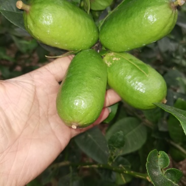 下周后有300斤左右台湾香水柠檬