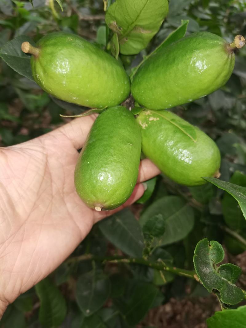下周后有300斤左右台湾香水柠檬