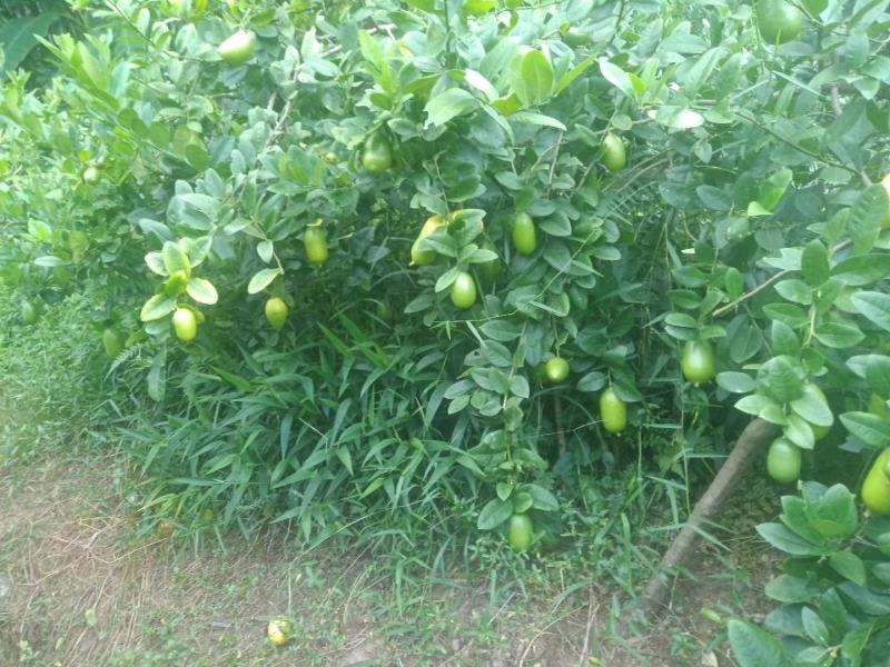 下周后有300斤左右台湾香水柠檬