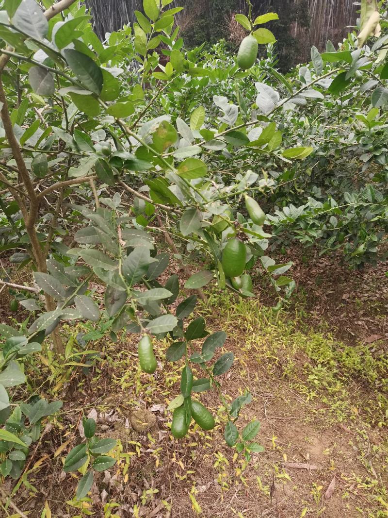 下周后有300斤左右台湾香水柠檬