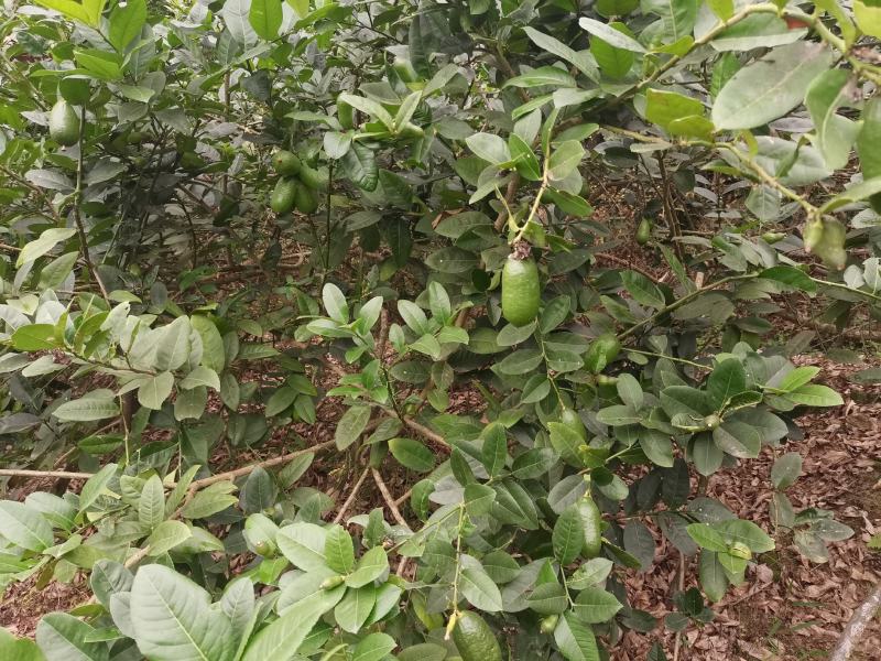 下周后有300斤左右台湾香水柠檬
