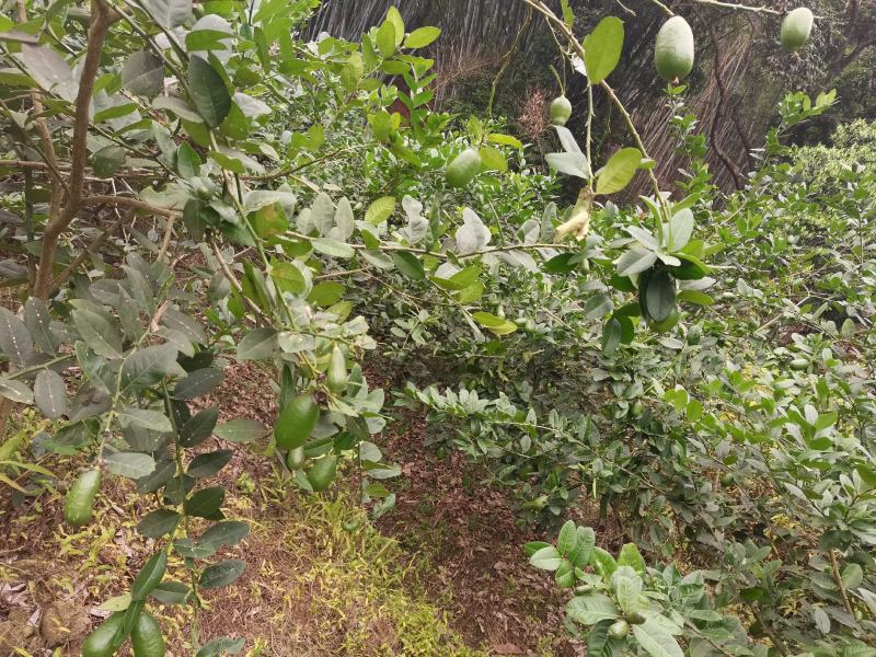 下周后有300斤左右台湾香水柠檬